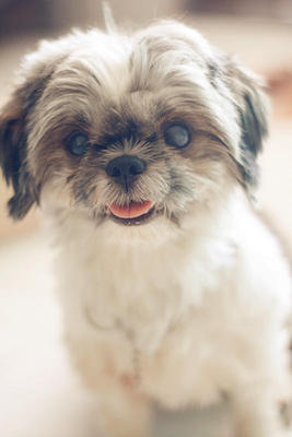 Arh Bii （8po） - Shih Tzu Dog