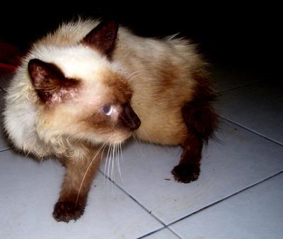 Cat 1 - Siamese + Domestic Long Hair Cat