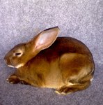 Mr01 - Mini Rex Rabbit