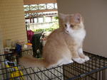 Fifi - Domestic Long Hair Cat
