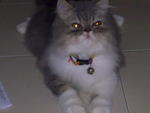 Lily - Persian Cat