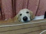 Casey - Golden Retriever Dog