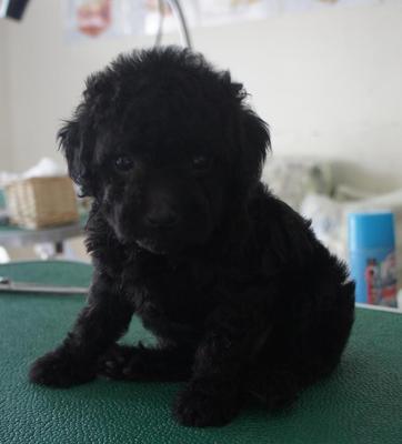 Black Toy Poodle For Sale - Poodle Dog
