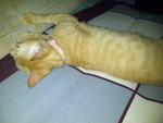 Kecut - Domestic Short Hair + Tabby Cat