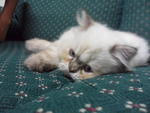 No Name 2 - Persian Cat