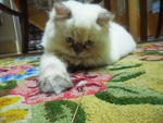 No Name 2 - Persian Cat