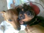 Satarday@apple - Jack Russell Terrier + Miniature Pinscher Dog