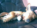 Nigel Aka Nei Nei - Chihuahua + Miniature Pinscher Dog