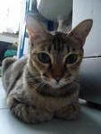 Jacky (Mother Cat) For Adoption - Domestic Short Hair Cat
