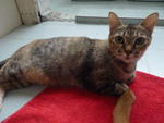 Jacky (Mother Cat) For Adoption - Domestic Short Hair Cat