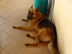 PF25103 - German Shepherd Dog Dog