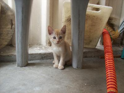 One Mama Cat &amp; 4 Lovely Kits - Domestic Medium Hair + Domestic Short Hair Cat