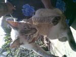 PF25157 - Siamese Cat