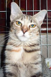 Tin Tin  - Domestic Medium Hair Cat