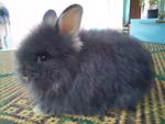 Simsim - Angora Rabbit Rabbit