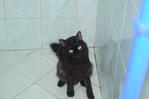 Fuzzy &amp; Mama - Domestic Short Hair Cat