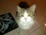 Chubby-min - Domestic Medium Hair Cat
