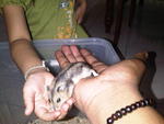 Ciku And Duku - Striped Hamster + Short Dwarf Hamster Hamster