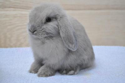 Hl B1 - Holland Lop Rabbit