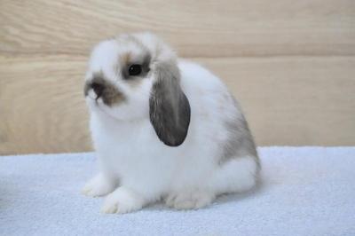 Hl D3 - Holland Lop Rabbit