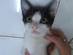 Kitten Girl Girl - Domestic Short Hair Cat