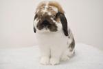 Holland Lop - Imported From Us - Holland Lop Rabbit