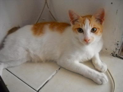 Omari - Domestic Medium Hair Cat