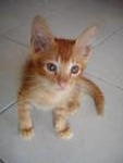 Cremeo - Domestic Medium Hair Cat