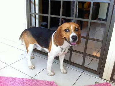 Zeus - Beagle Dog