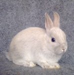 Ndsale - Netherland Dwarf Rabbit