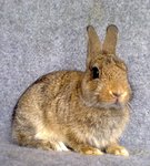 Ndsale - Netherland Dwarf Rabbit