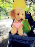 Tiny Toy Poodle For Sale - Poodle Dog