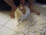 Dawoos - Persian Cat