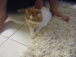 Dawoos - Persian Cat