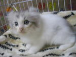 Romeo (Sold) - American Curl + Persian Cat