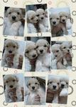 TOY POODLE BABY