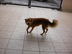 Xindy - Siberian Husky + Spitz Dog