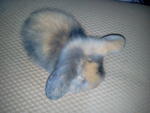 Fuzzy Bun 5&amp;6 - American Fuzzy Lop Rabbit