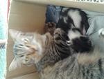 Kiko And Checker - Persian + Domestic Long Hair Cat