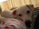 Pixie - Jack Russell Terrier Dog