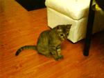~nikki~ - Tabby + Domestic Short Hair Cat