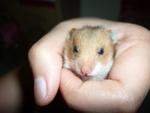 Golden Syrian Hamster  - Syrian / Golden Hamster Hamster