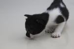 X (Adopted) Black &amp; White (黑白) - Domestic Short Hair Cat