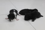 X (Adopted) Black &amp; White (黑白) - Domestic Short Hair Cat
