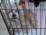Gallifrey (No Collar) - Maltese + Yorkshire Terrier Yorkie Dog