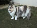 Bleach - Persian + Dilute Calico Cat
