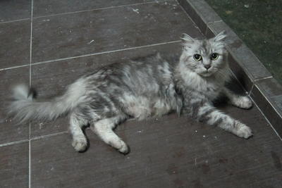 Kitty - Persian + Domestic Long Hair Cat