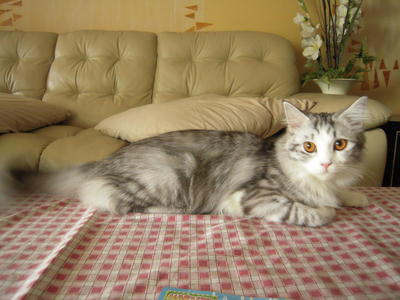 Sylvia - Maine Coon + Persian Cat