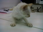 Wiwi - Domestic Medium Hair Cat