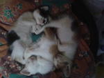 Anak2 Mek Tot &amp; Coco - Domestic Short Hair Cat